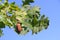 Brown acorn hanging on oak tree branch in the background of blue sunny sky in autumn in Lithuania