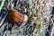 Brown acorn lies on the ground in the grass