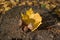 Brown acorns on autumn leaves lit with the sun