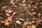 Brown acorns and dry brown oak leaves on ground, on green grass on cloudy day