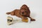 Brown adorable Irish setter puppy with a champion cup winner. photo shoot in the studio on a white background