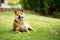 Brown adorable Shiba inu dog lying down in green field