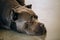 Brown Adult Cane Corso Close Up Portrait