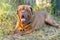 brown adult dogue de bordeaux on the grass. allergies, dermatitis, spot on the skin of animal