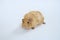 Brown adult guinea pig sitting on white paper