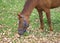 Brown adult horse eat grass closeup