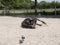 Brown adult horse rolls in the sand. A dog in front in a horse arena