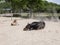 Brown adult horse rolls in the sand. A yellow stallion foal next to the mother in a horse arena