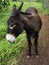 Brown adult mule standing outdoor