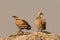 Brown adult vultures on a big stone