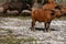 Brown african bulls standing up