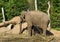 Brown african elephant with tusks standing in a sandy plain landscape with trees a animal portrait