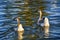 A brown African Geese in Menifee, California