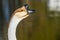 A brown African Goose in Menifee, California