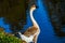 A brown African Goose in Menifee, California