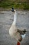 A brown African Goose in Menifee, California