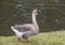 Brown African Goose walking in the grass in Dallas, Texas.