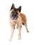 Brown Akita Standing Over White Background