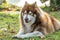 A  brown alaskan malamute dog with cheating face