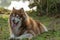 A  brown Alaskan malamute with smiling face