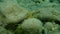Brown algae forkweed or doubling weed (Dictyota dichotoma) undersea, Aegean Sea