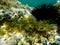 Brown algae forkweed or doubling weed (Dictyota dichotoma) undersea, Aegean Sea, Greece, Halkidiki