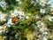 Brown algae forkweed or doubling weed (Dictyota dichotoma) undersea, Aegean Sea, Greece, Halkidiki