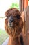 Brown alpaca Closeup