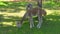 Brown alpaca eating grass in summer day