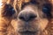 Brown Alpaca face close up