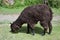 Brown alpaca grazing on Inca ruins of Ollantaytambo, Peru. Ancient building in Sacred Valley in Peruvian Andes