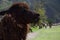 Brown alpaca grazing on Inca ruins of Ollantaytambo, Peru. Ancient building in Sacred Valley in Peruvian Andes