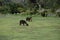 Brown alpaca grazing on Inca ruins of Ollantaytambo, Peru. Ancient building in Sacred Valley in Peruvian Andes