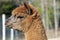 Brown Alpaca Head in Profile