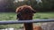 Brown alpaca looking around behind a metal fence at a farmyard