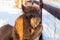 Brown alpaca looking straight ahead - portrait of a brown alpaca on snow background