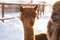 Brown alpaca looking straight ahead - portrait of a brown alpaca on snow background