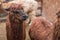 Brown alpaca looks into frame