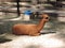 A brown Alpaca lying in a field. An alpaca resembles a small llama in appearance and their wool is used for making knitted and