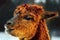 Brown alpaca portrait