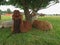 Brown Alpaca sitting on green glass under tree