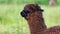 Brown alpaca with thick shaggy fur, the snout of the animal is black, funny appearance in nature, good mood is guaranteed when you