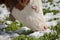 A brown alpine cow in a green pasture covered with snow in Dolomites area