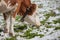 A brown alpine cow in a green pasture covered with snow in Dolomites area