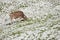 A brown alpine cow in a green pasture covered with snow in Dolomites area