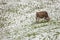 A brown alpine cow in a green pasture covered with snow in Dolomites area