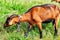 Brown alpine goat with bell eating grass.