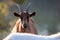 Brown alpine goat outdoor