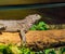 Brown Amboina sail fin lizard laying on a branch in closeup, tropical iguana from Indonesia