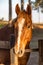 Brown American Quarter Horse in the farm